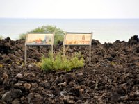 2017063341 Kaloko-Honokohau National Historical Park - Kona - Big Island - Hawaii - Jun 13