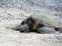 2017063366 Kaloko-Honokohau National Historical Park - Kona - Big Island - Hawaii - Jun 13