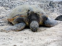 2017063368 Kaloko-Honokohau National Historical Park - Kona - Big Island - Hawaii - Jun 13