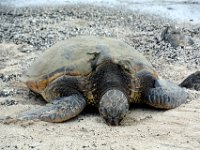 2017063369 Kaloko-Honokohau National Historical Park - Kona - Big Island - Hawaii - Jun 13