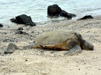 2017063371 Kaloko-Honokohau National Historical Park - Kona - Big Island - Hawaii - Jun 13