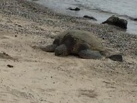 2017063401 Kaloko-Honokohau National Historical Park - Kona - Big Island - Hawaii - Jun 13