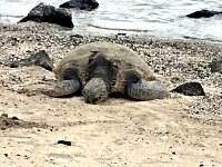 2017063402 Kaloko-Honokohau National Historical Park - Kona - Big Island - Hawaii - Jun 13