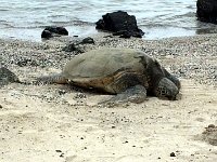 2017063404 Kaloko-Honokohau National Historical Park - Kona - Big Island - Hawaii - Jun 13