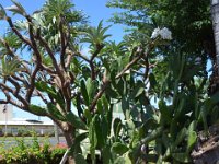 2017062170 Mariko Souvenir Market - Hanapepe - Kauai - Hawaii - Jun 07