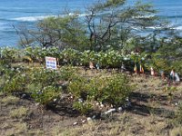 2017062481 Oahu Hidden Gems Tour - Jun 09