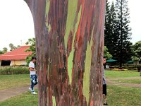 2017062714 Dole Pineapple Plantation Souvenir Shop - Oahu - Hawaii - Jun 09