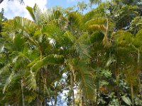 2017061638 Polynesian Cultural Center - Oahu - Hawaii - Jun 05