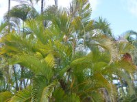 2017061653 Polynesian Cultural Center - Oahu - Hawaii - Jun 05