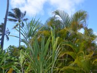 2017061655 Polynesian Cultural Center - Oahu - Hawaii - Jun 05