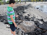 2017063521 Puuhonua o Honaunau National Historical Park - Kona - Big Island - Hawaii - Jun 14