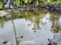 2017063561 Puuhonua o Honaunau National Historical Park - Kona - Big Island - Hawaii - Jun 14