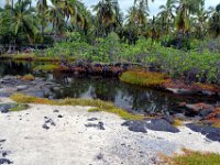 2017063564 Puuhonua o Honaunau National Historical Park - Kona - Big Island - Hawaii - Jun 14