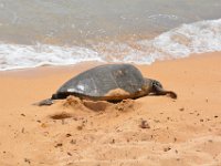2017062646 Snorkeling with the Turtles on the Noth Shore - June 09