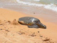 2017062648 Snorkeling with the Turtles on the Noth Shore - June 09