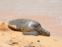 2017062649 Snorkeling with the Turtles on the Noth Shore - June 09