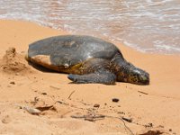 2017062650 Snorkeling with the Turtles on the Noth Shore - June 09