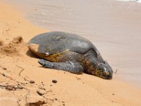 2017062651 Snorkeling with the Turtles on the Noth Shore - June 09