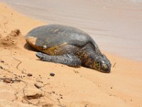 2017062652 Snorkeling with the Turtles on the Noth Shore - June 09