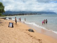 2017062654 Snorkeling with the Turtles on the Noth Shore - June 09