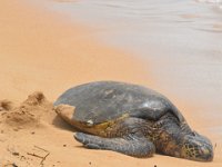 2017062656 Snorkeling with the Turtles on the Noth Shore - June 09