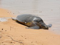 2017062657 Snorkeling with the Turtles on the Noth Shore - June 09