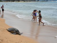 2017062661 Snorkeling with the Turtles on the Noth Shore - June 09