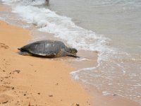 2017062664 Snorkeling with the Turtles on the Noth Shore - June 09