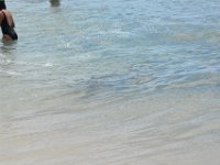 2017062665 Snorkeling with the Turtles on the Noth Shore - June 09