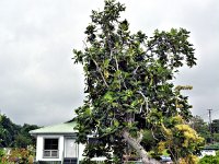 2017063483 Star of the Sea Painted Church in Kalapana - Big Island - Hawaii - Jun 14