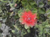 2017063043 Volcanoes National Park - Big Island - Hawaii - Jun 12