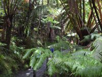 2017063060 Volcanoes National Park - Big Island - Hawaii - Jun 12