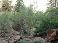 2007061861 Zion National Monument - Idaho