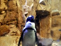 2016061362 Audubon Aquarium - New Orleans, LA (June 13)