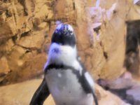 2016061365 Audubon Aquarium - New Orleans, LA (June 13)