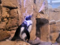 2016061366 Audubon Aquarium - New Orleans, LA (June 13)