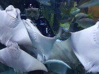 2016061379 Audubon Aquarium - New Orleans, LA (June 13)