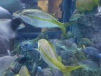 2016061380 Audubon Aquarium - New Orleans, LA (June 13)