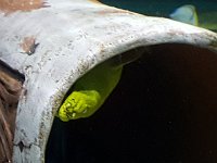 2016061382 Audubon Aquarium - New Orleans, LA (June 13)