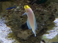 2016061391 Audubon Aquarium - New Orleans, LA (June 13)