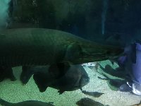 2016061407 Audubon Aquarium - New Orleans, LA (June 13)