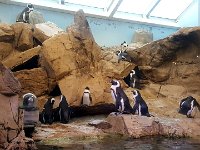 2016061448 Audubon Aquarium - New Orleans, LA (June 13)