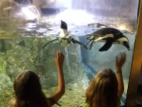 2016061452 Audubon Aquarium - New Orleans, LA (June 13)