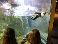 2016061456 Audubon Aquarium - New Orleans, LA (June 13)