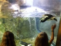 2016061457 Audubon Aquarium - New Orleans, LA (June 13)