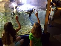 2016061458 Audubon Aquarium - New Orleans, LA (June 13)