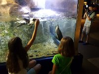 2016061459 Audubon Aquarium - New Orleans, LA (June 13)