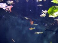 2016061460 Audubon Aquarium - New Orleans, LA (June 13)