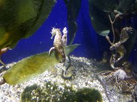 2016061464 Audubon Aquarium - New Orleans, LA (June 13)