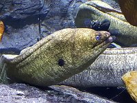 2016061475 Audubon Aquarium - New Orleans, LA (June 13)